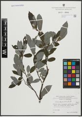 Foto von Salix appendiculata Vill.
